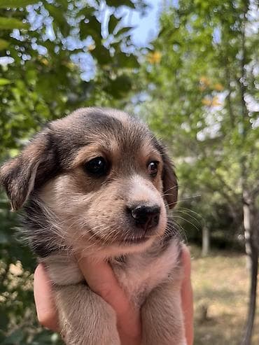 Ит кууту: Щенки 🐶 пристраиваю щеночков. Им по 1,5 месяца. Все девочки — 1