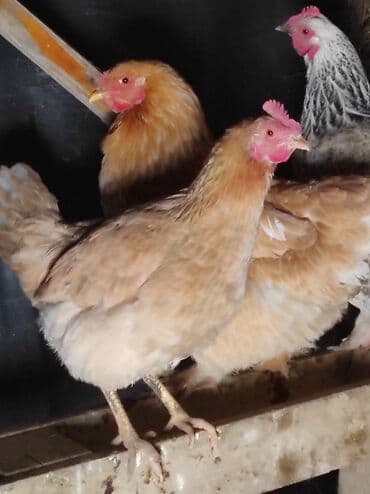 куры доминанты: Продаю | Петух, Куры | Домашняя | На забой, Для разведения — 3