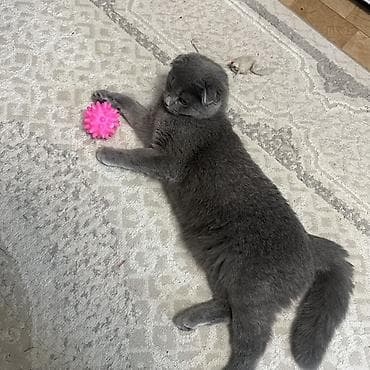 белая персидская кошка: Вязка: Скотиш Фолд (Шотландская вислоухая), Девочка, 1 год, Серый — 3