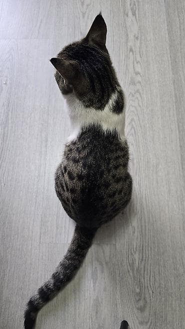 где можно взять кошку бесплатно: Отдаем этого красавца в дорые руки. Мальчик очень ласковый, и ему — 3