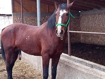 арабский скакун: Продаю | Жеребец | Рабочий | Племенные — 2