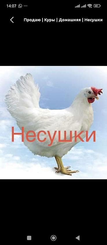 утки индоутки: Продаю | Куры | Леггорн | Несушки — 3