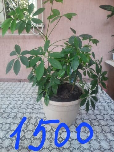 сок алоэ цена бишкек: Алоэ — 10