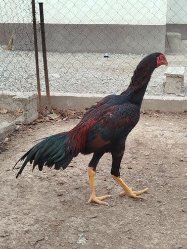 немецкая овчарка купить бишкек: Дакан жожо короз сатылат алмашу жолдору бар адрес Заря Тынчтык конушу — 4