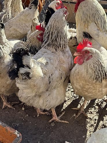 куры джерси гигант: Продаю | Куры | Домашняя | Для разведения — 7