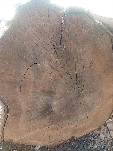 бел алма: Дрова Орех — 3