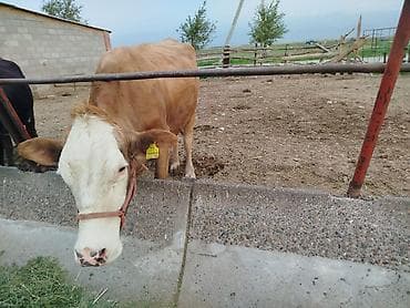 Үй жаныбарлары: Сатам | Уй (ургаачы) | Сүт алуу үчүн | Музоологондон кийин — 7