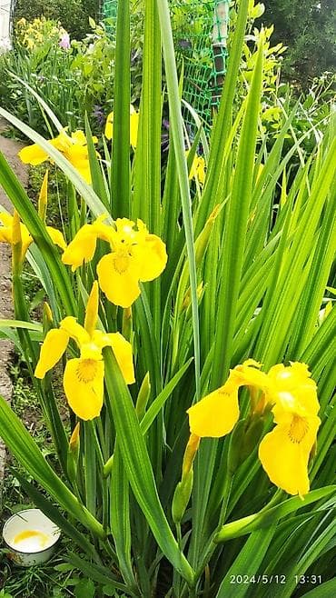 продажа комнатных цветов: Продаю декоративные растения НЕДОРОГО . Почаопокровные — 7