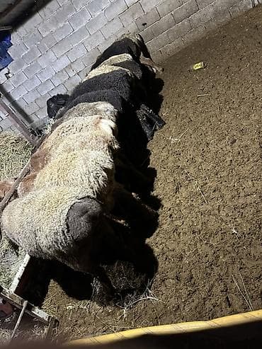 эшек осел: Продаю | Овца (самка) | Романовская | Для разведения — 3