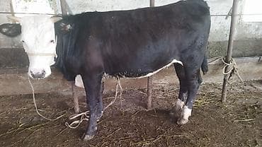 обезьяна живой: Продаю | Тёлка | На откорм | Не стельные — 2