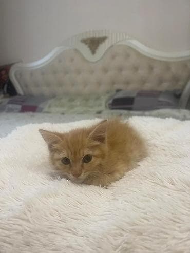 кошки сокулук: Котенок мальчик два месяца . Ищет любящую семью ❤️ ! Лоток знает — 3