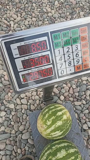 драконий фрукт: Арбузы Оптом — 7