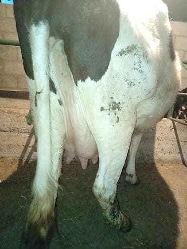 карову: Продаю | Корова (самка) | Голштин | Для молока | Привязанные — 3