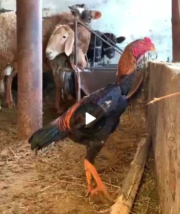 номер приюта для животных бишкек: Продаю | Куры | Бойцовая | Для разведения — 3