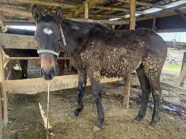 индук сатам: Сатам | Тай | Дончак, Англиялык, Араб | Көбөйтүү үчүн, Жумушка, Ат спорту | Асыл тукумдуу, Жасалма жол менен боозутуу — 2