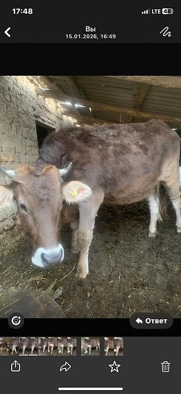 эшек сатам: Сатам | Уй (ургаачы) | Швиц | Сүт алуу үчүн — 2