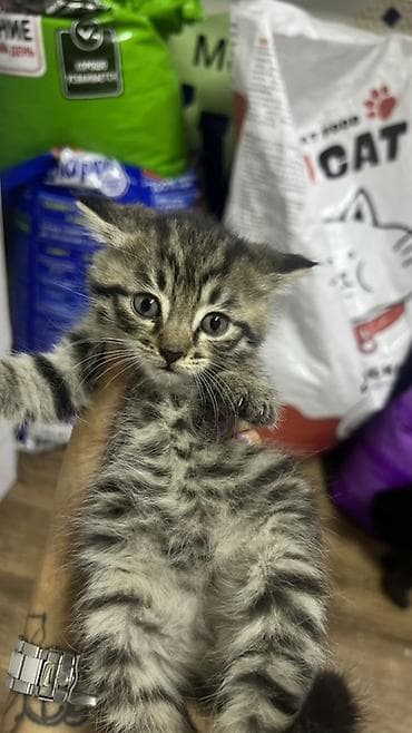 Котята, помёт домашний. Отдаю в хорошие добрые руки. Котята чистые — 3