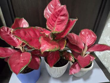 уличные растении: Шлюмбергера (декабрист, рождественский кактус) в горшке. - — 4