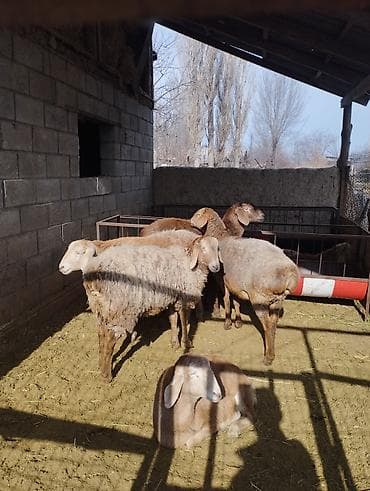 продажа охотничьих собак: Продаю | Ягненок | Полукровка, Арашан | Для разведения | Ярка — 3