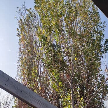 саженцы березы: Саженцы деревьев: Тополя — 1