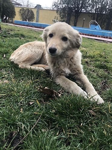 6 месяцев, Самка