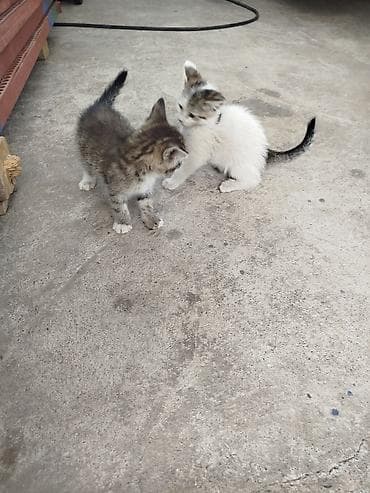 Кошки: Котята отдам даром Котята домашние, короткошёрстные. Самостоятельно — 6