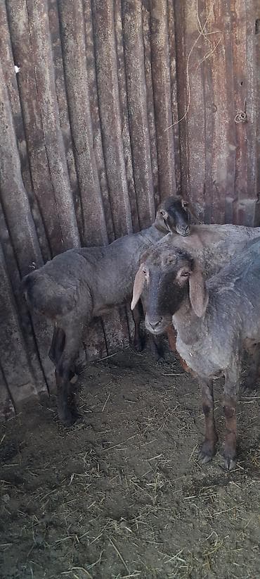 голуби птицы животный: Продаю | Овца (самка) | Для разведения | Племенные — 3