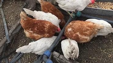 Продаю 40 кур