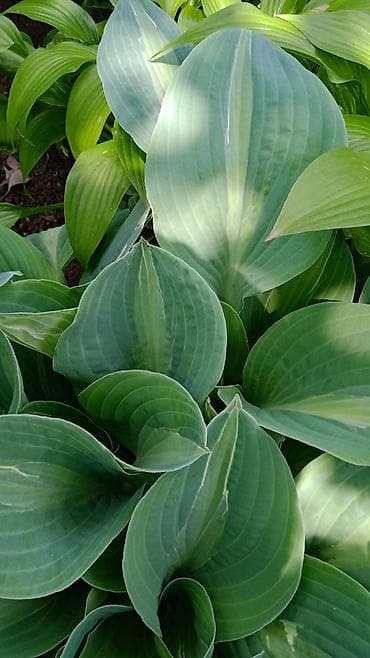 Үй жана бакча: Многолетние декоративные растения для сада обращайтесь в личные — 6