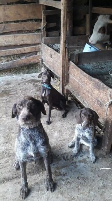 продажа щенков немецкой овчарки с документами в бишкеке: Кабель 1.5 года чистокровный.только вязка — 2