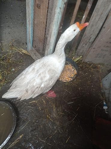 продам поросят: Гусак — 4