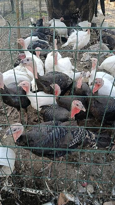 Продаю | Индюшата | Северокавказская | На забой at lalafo.kg Продаю | Индюшата | Северокавказская | На забой