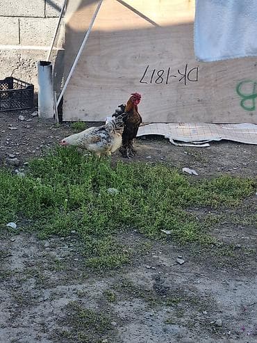 петух леггорн: Продаю | Петух | Для разведения — 3