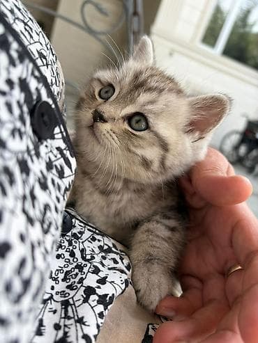 сеамская кошка: Британская длинношерстная прямоухая Плюшевый котёнок с — 2