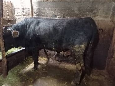 Айыл-чарба жаныбарлары: Сатам | Бука (эркек) | Алатоолук — 2