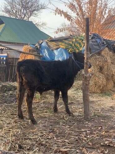 продажа кормов для сельскохозяйственных животных: Продаю | Музоо, торпок | Полукровка, Абердин-ангус | На откорм | Привязанные — 12