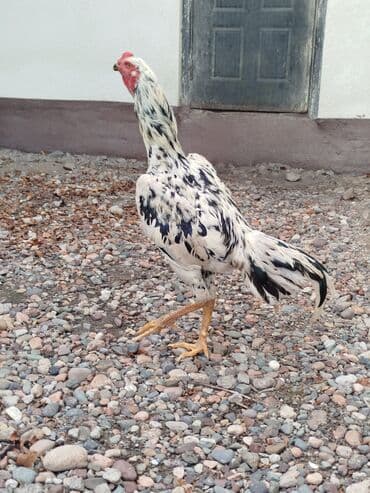 кошка город ош: Дакан жожо короздор сатылат активный алмашу жолдору бар адрес Бишкек — 4