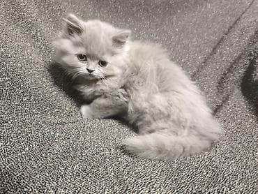 кошки лысые: 2 месяца, Девочка, Лиловый, Приучена к лотку — 4