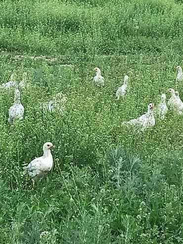 черная курица: Продаю | Куры, Цыплята — 2