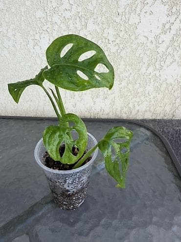 алоэ купить: Детки монстеры Monkey (Monstera adansonii) 🌿 Укоренённое растение — 4