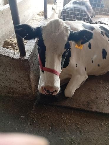 мастит: Продаю | Корова (самка) | Голштин | Для молока | Привязанные — 7