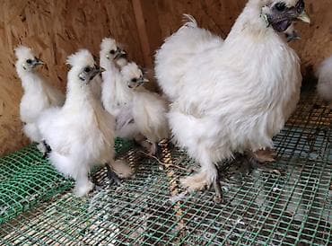 тоджон куры: Продаю китайские шелки кур петух от 10 мес и старше — 2