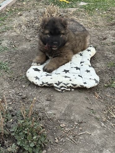 Щенки Кавказкой овчарки.больше месяца. Прививка еще не