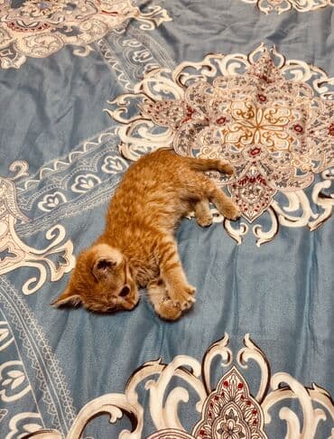 бренд вещи: Плед, Все сезоны, Плюшевый — 4