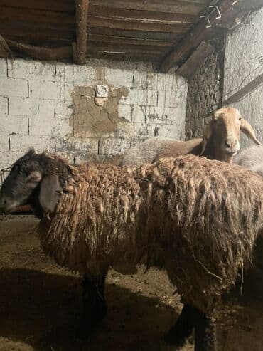 Продаю | Баран (самец), Овца (самка), Ягненок | Арашан, Гиссарская, Долан | Для разведения, Для шерсти, На забой | Племенные, Ягнившаяся, Кастрированные