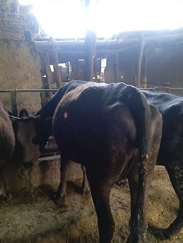 продаю кобылу: Продаю | Корова (самка) | Полукровка | Для молока | Привязанные — 3