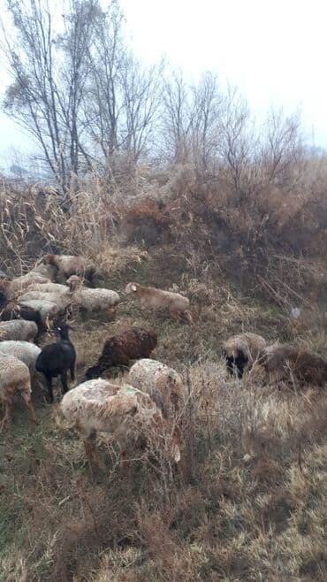 коровы молочной породы купить: Продаю | Овца (самка) | Для разведения | Матка — 1