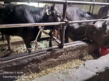 продам корову: Продаю | Тёлка | На откорм | Привязанные — 3