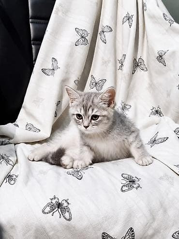 кошка малинкый: Британские короткошёрстные котята, окрас серебристый табби. Описание — 5