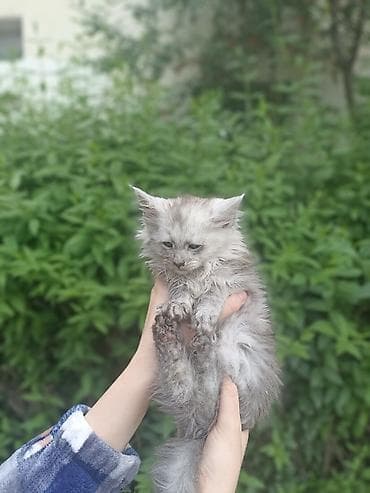 мейн кун кошки: Катята мейкуны - Окрас: мраморно-коричневый, дымчато-серый и — 2